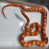 Meal amelanistic corn snake