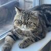 Exotic shorthair female