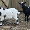 3-Month Old Pygmy Goats