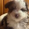 Toy Aussiedoodle female