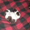 AKC German Short Hair Pointer Puppies