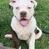 Alapaha Blue Blood Bulldog puppies