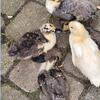 Call ducks 
