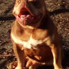 American Bully