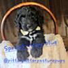 Bernedoodle puppy- Sprout