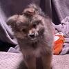 AussiePom Puppies 💜🐶🐾 