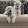 BICHON FRISE FEMALE for SALE