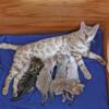 Bengal kittens for adoption 3 left.