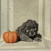 Mini Goldendoodles