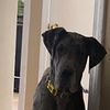 1 Year Old Great Dane $800