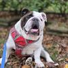 English Bulldog Stud Available 