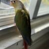 Green Cheek Conure Pineapple 4 months old