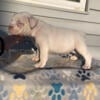 Platinum Micro American Bully