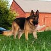 German Shepherd Stud Service AKC Registered PROVEN