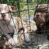 Bully pups one girl.a.d one boy