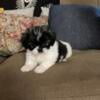 Pekingese Puppies After Nov 8th