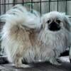 AKC sleeve sable female Pekingnese