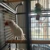 Albino Indian Ringneck