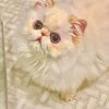 GORGEOUS exotic KITTENS girl  AVAILABLE