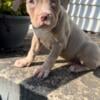 Male American Bully Puppy, 10 Weeks