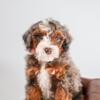 Mini Multigen Bernedoodle puppies