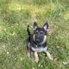 6 German Shepherd puppies for sale