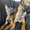 Belgian Malinois pups