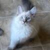 Siberian Kitten for Sale - Siberian Colorpoint - KIARA