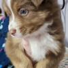 Australian Shepherd Puppy AKC Registered  $1,100