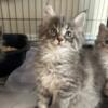 Mainecoon kittens ready to go