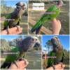 Rare Hawk Headed Parrot