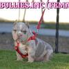 Beautiful Bully Puppies