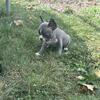 Frenchie pups
