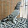 Smoky Silver Turkish Tumbler Pigeons - SOLD