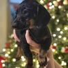 Mini Dachshund puppies 