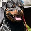 Akc German Rottweiler stud