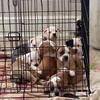 Alapaha blue blood bulldog puppies