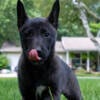 Beautiful Belgian Malinois * Husky Puppies