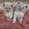 Blue Bicolor Female Ragdoll