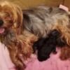 2 male Yorkshire Terrier (Yorkies) Puppies Born 6/29/24