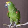 **WANTED***Yellow crowned amazon Female