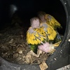 Golden conure babys Queens