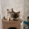 Persian kittens for sale