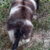 Dachshund shih tzu (shweene)for sale