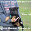 Import bloodlines, long coat german shepherd puppies