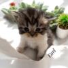 Persian Mac Tabby and White "Earl"