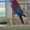 Greenwing Macaw pair 4 sale