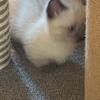 Munchkin color point kitten