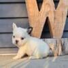 Males and females french bulldogs