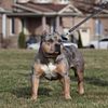 #1 Full Suit Merle Blue Tri American Bully OPEN For STUD